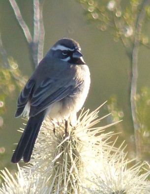 Black-throated Sparrow, Tucson